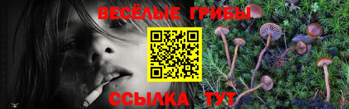 Псилоцибиновые грибы Cubensis  Вход с VPN  Сосновоборск 